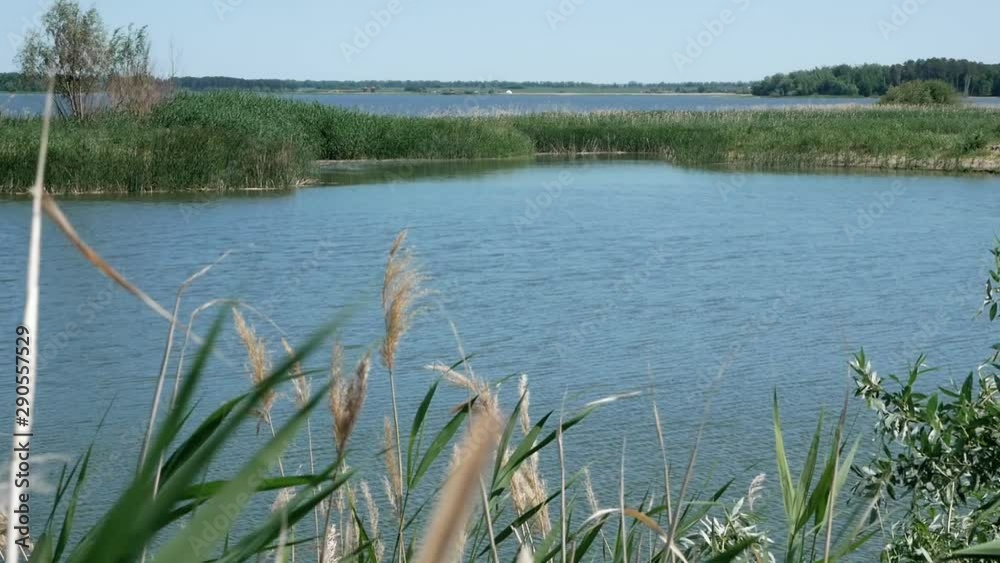 A wonderful view opens onto a small warm summer lake, where reeds from a light body wind are earning. A wonderful view opens onto a small warm summer lake, where reeds from a light body wind are earning.