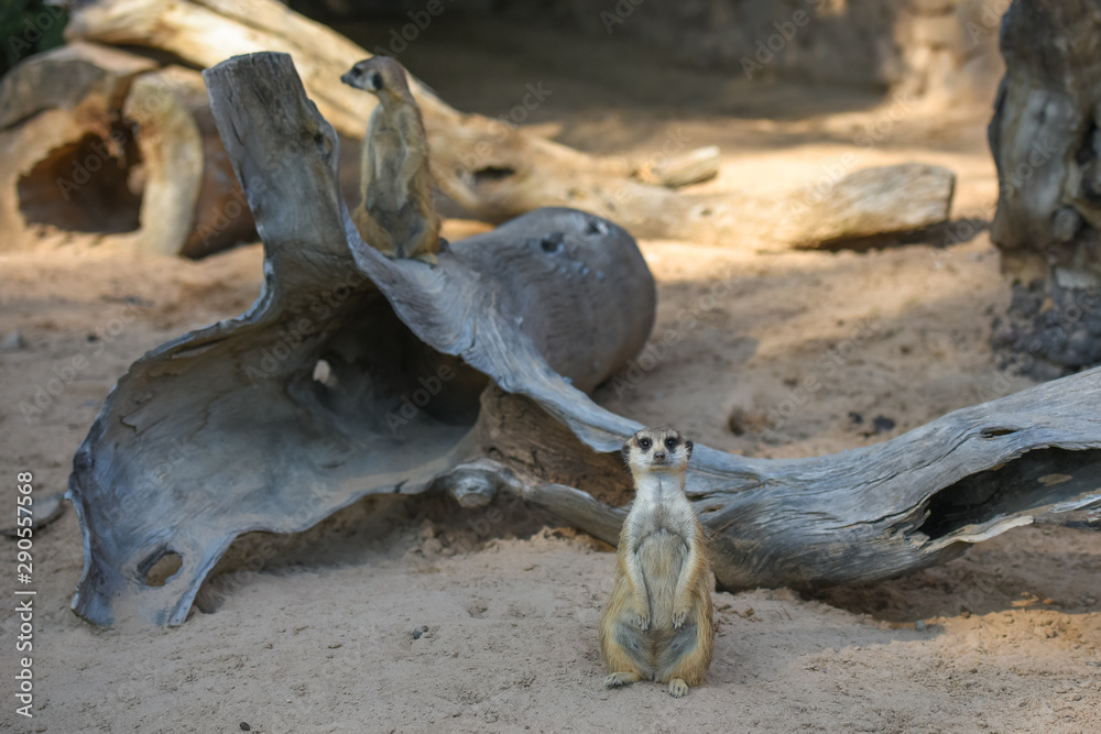 Allphotokz Meerkat 20190613 0843 D810 Allphotokz Meerkat 20190613 0843 D810