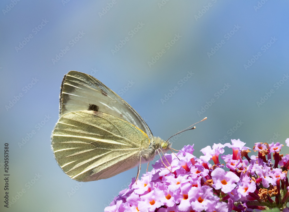 Naklejka premium close up of a butterfly green veined white