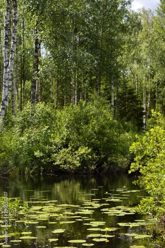 Midsummers verdant vegetation in Puolanka Finland. Birches, lake, water lilies and reflection.