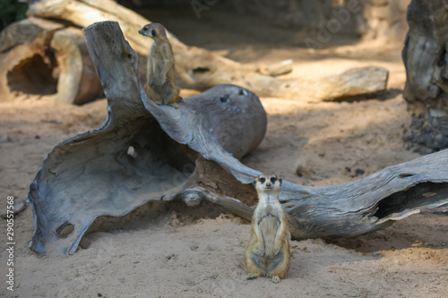 Allphotokz Meerkat 20190613 0843 D810