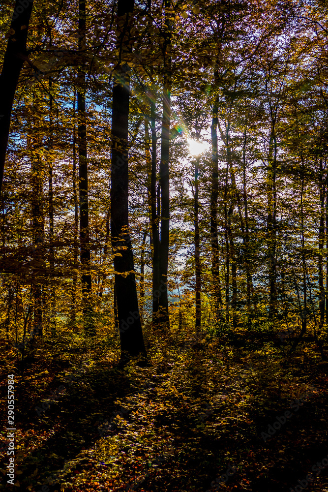 Fototapeta premium Sonnenlicht im Herbstlichen Wald