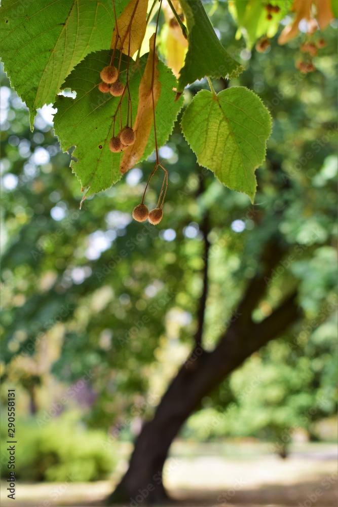 branch of a tree branch of a tree