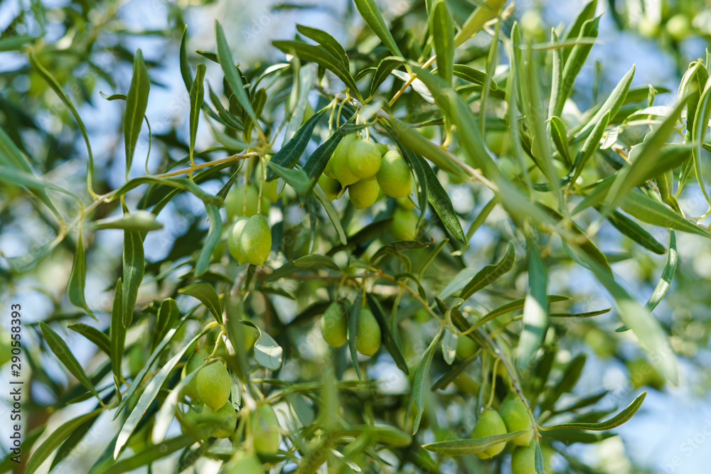 Fototapeta premium Green olive tree branch detail in summer or autumn day on the plantation orchard in Greece organic