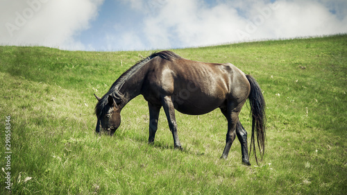 Majestic horse in filed mountains on beautiful nature background