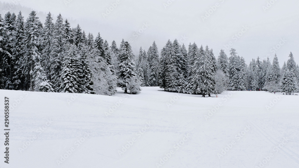 Arbres sous la neige à Autrans - France