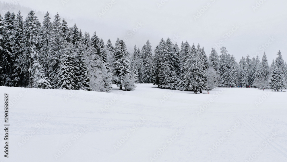 Arbres sous la neige à Autrans - France Arbres sous la neige à Autrans - France