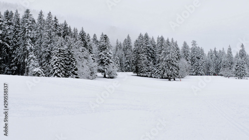 Arbres sous la neige à Autrans - France © Patricia