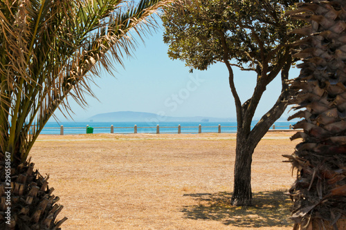 View on Robben Island between palm trees seen from Cape Town, South Africa. photo