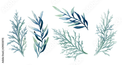 Set of blue leafed branches and thuja branches hand drawn in watercolor isolated on a white background. Design elements for patterns, wreathes and frames in floral style.