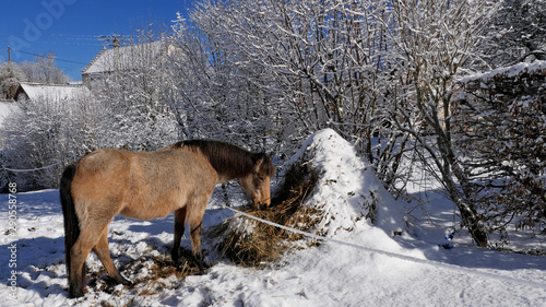Schilderij op canvas Cheval sous un beau ciel bleu d'hiver