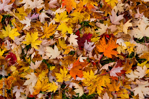 Tapis de feuilles au sol pendant l automne