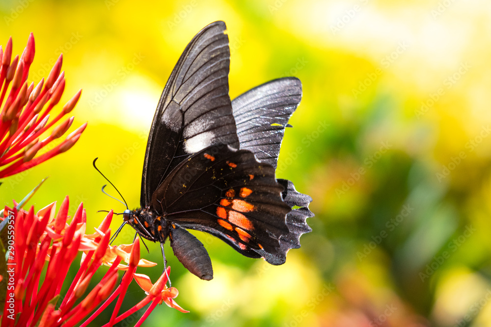 Fototapeta premium A Cattleheart butterfly feeding on an Ixora Hedge in a tropical garden.