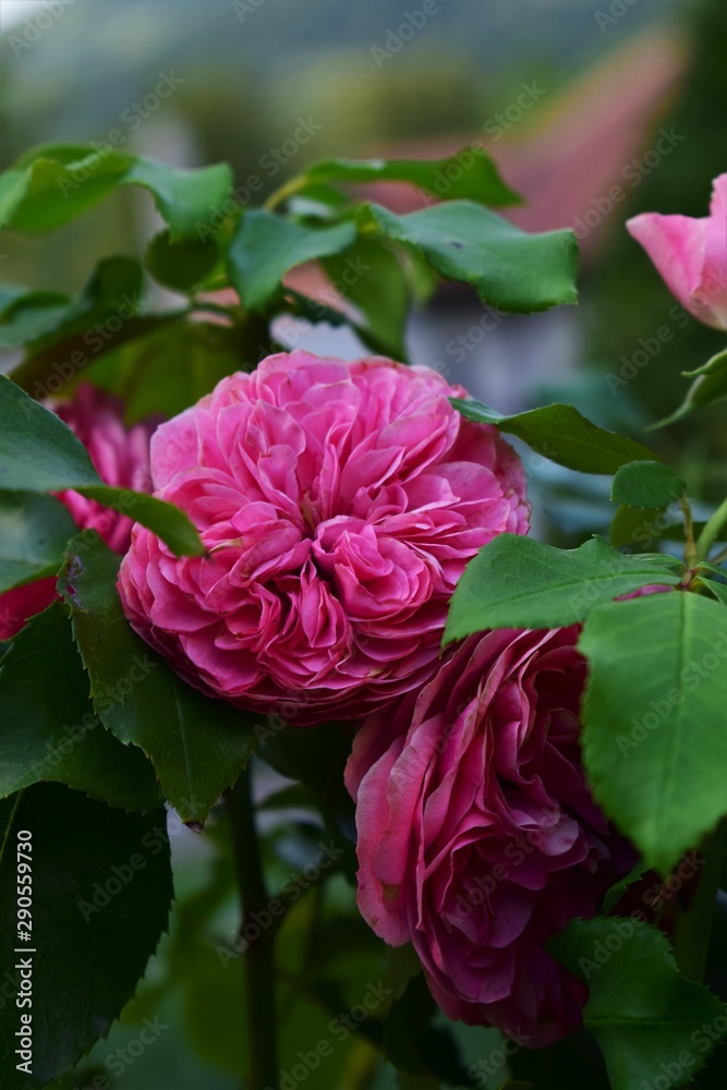 pink rose in the garden pink rose in the garden
