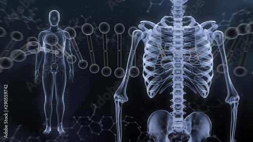 Human Body Skeleton Medical DNA Science Technology image background photo