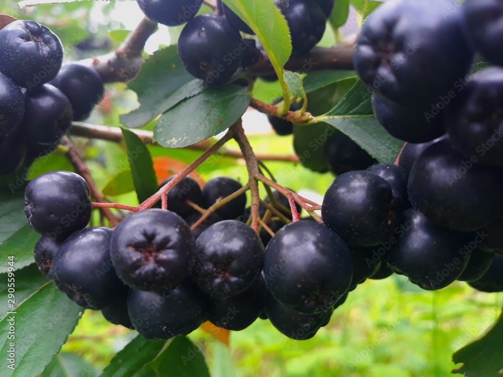 Fototapeta premium aronia berries