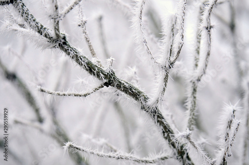 gefrorene Natur © Sonja