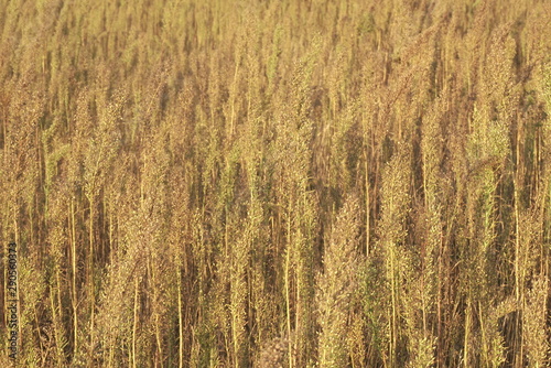 field of dry plants in autumn