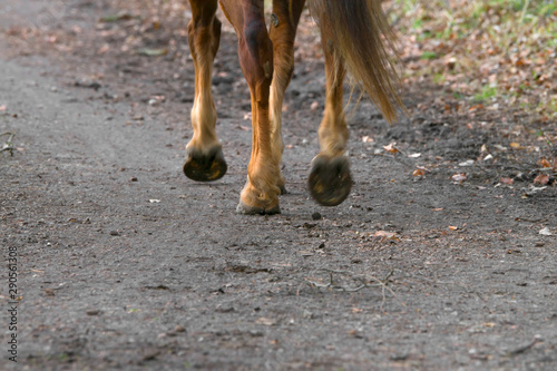 The legs of a horse. Outdoor riding.