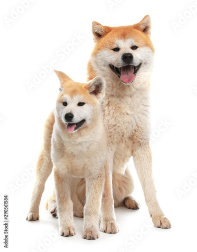 Adorable Akita Inu dog and puppy isolated on white