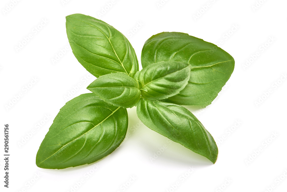 Sweet basil herb leaves, isolated on white background Sweet basil herb leaves, isolated on white background