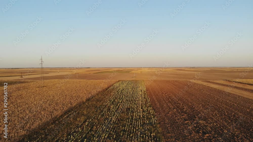 Sunflower and corn Agriculture sunset field aerial Sunflower and corn Agriculture sunset field aerial