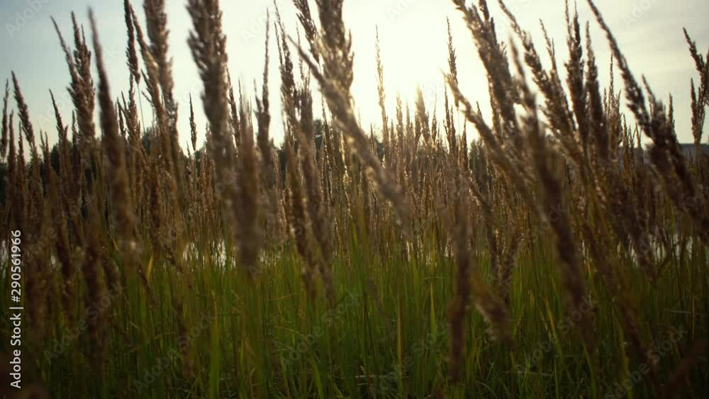 Camera follows along the tall herb by the river. Through dry golden ripe spikelets of wild grass you can see glare from the water at sunset. Camera follows along the tall herb by the river. Through dry golden ripe spikelets of wild grass you can see glare from the water at sunset.