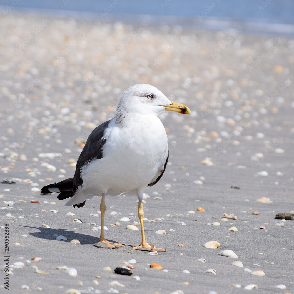 Obraz premium seagull on beach