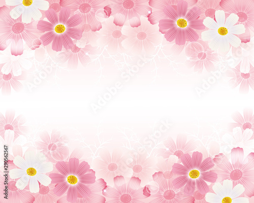 Autumn background with cosmos flowers