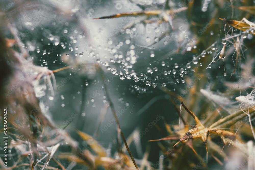 raindrops on a spiderweb