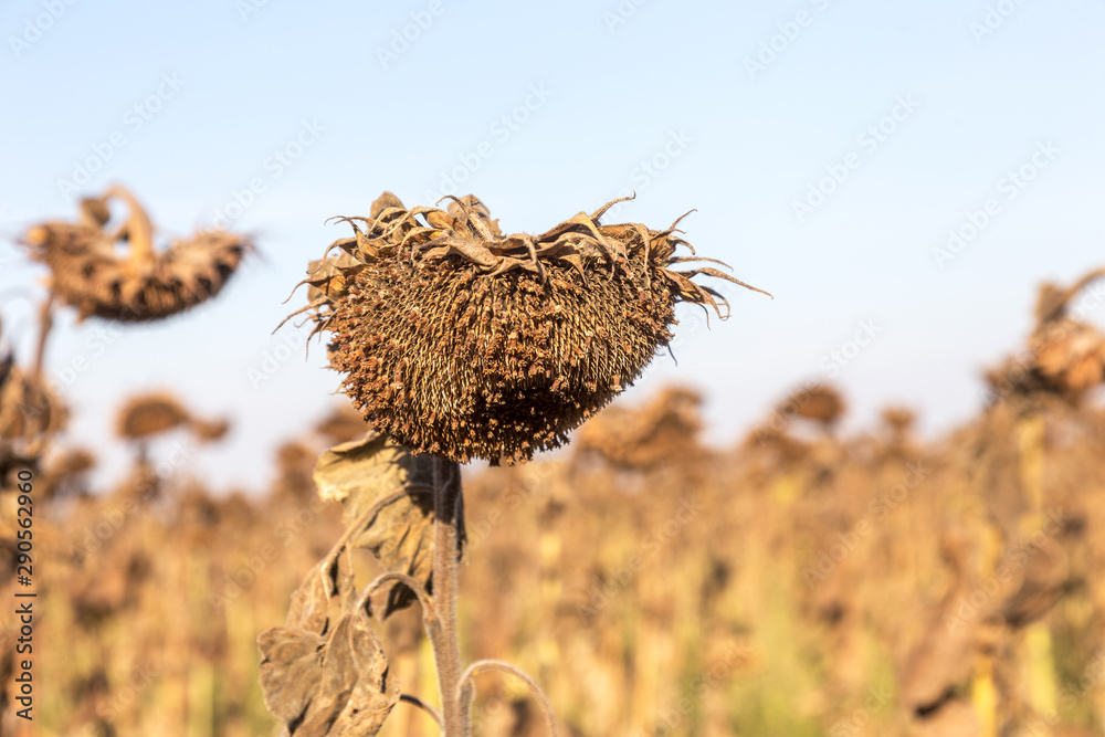 Withered sunflowers in the autumn field. Mature dry sunflowers are ready for harvest. Bad harvest of sunflower on the field. Blackened unclean abandoned bad harvest in an autumn field Withered sunflowers in the autumn field. Mature dry sunflowers are ready for harvest. Bad harvest of sunflower on the field. Blackened unclean abandoned bad harvest in an autumn field