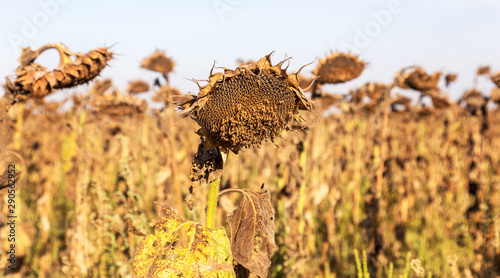 Withered sunflowers in the autumn field. Mature dry sunflowers are ready for harvest. Bad harvest of sunflower on the field. Blackened unclean abandoned bad harvest in an autumn field