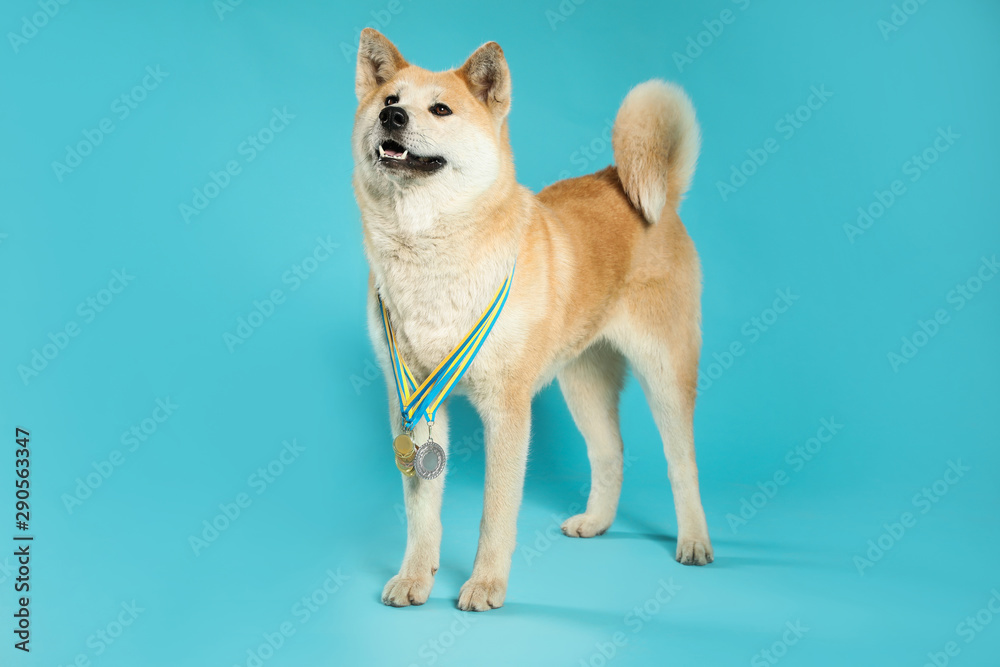 Adorable Akita Inu dog with champion medals on light blue background