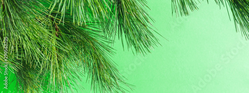 Spruce branch on a neo-mint color background