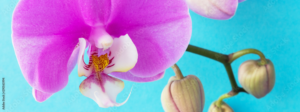 Obraz premium pink Phalaenopsis or Moth dendrobium Orchid flower in winter or spring day tropical garden isolated on blue background.Selective focus.agriculture idea concept design with copy space add text.