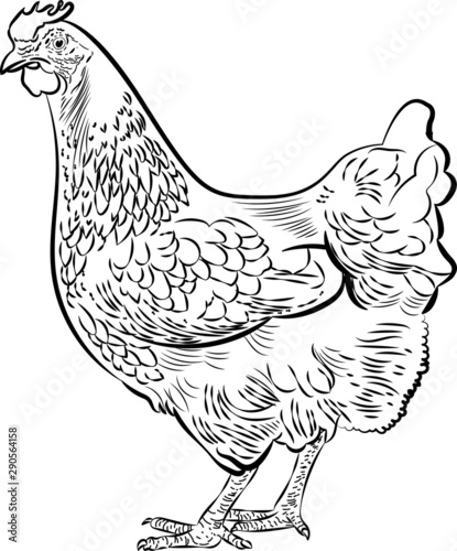 illustrazione vettoriale di gallina in bianco e nero