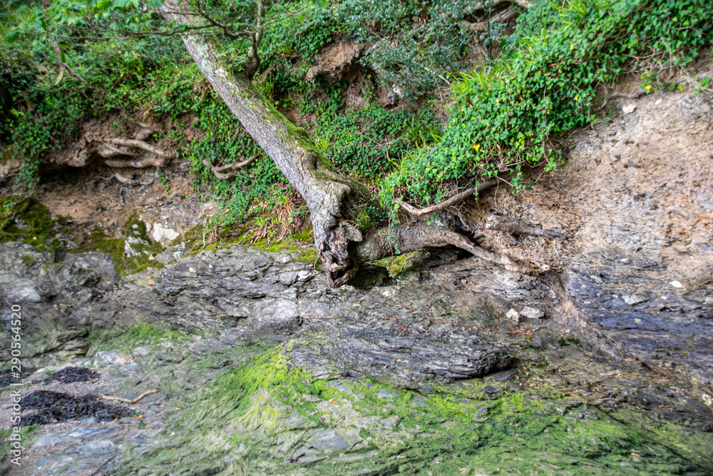 A fallen tree and stratified layers of rocks and rock pools on the edge of the River Tavy, Plymouth, Devon A fallen tree and stratified layers of rocks and rock pools on the edge of the River Tavy, Plymouth, Devon