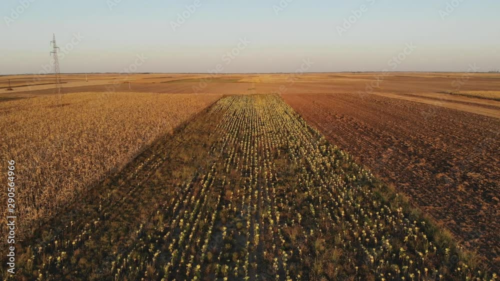 Sunflower and corn Agriculture sunset field aerial Sunflower and corn Agriculture sunset field aerial
