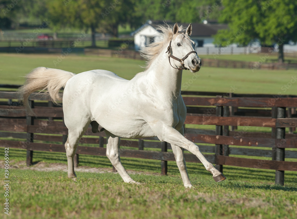 Thoroghbred stallion running in fenced green fram paddock Thoroghbred stallion running in fenced green fram paddock