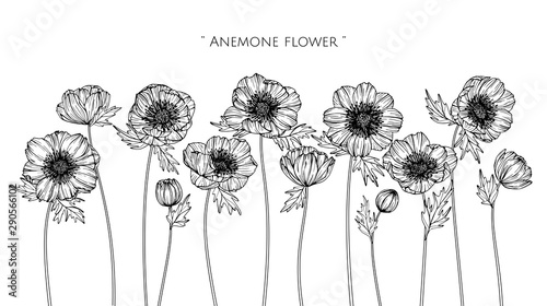 Obraz na płótnie Anemone flower and leaf drawing illustration with line art on white backgrounds