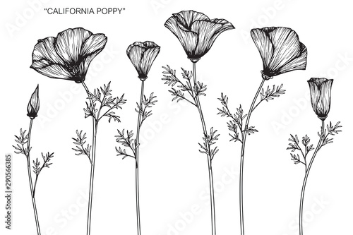 california poppy flower and leaf drawing illustration with line art on white backgrounds.