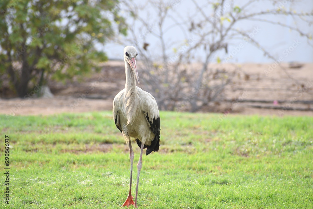 Fototapeta premium Sandhill crane in s public park