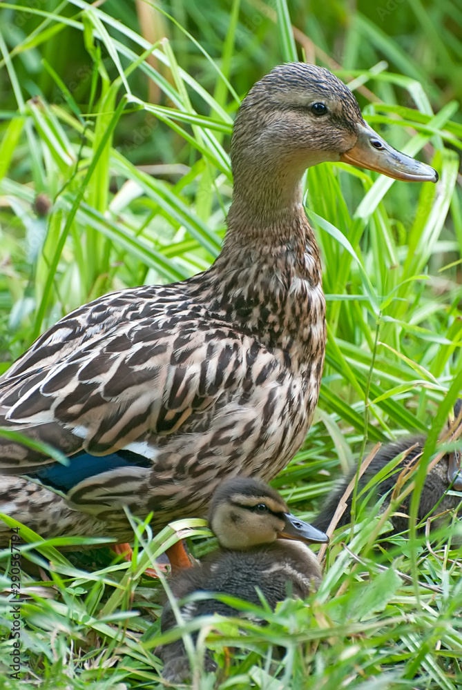 Duck female with little ducklings sitting in the grass Duck female with little ducklings sitting in the grass