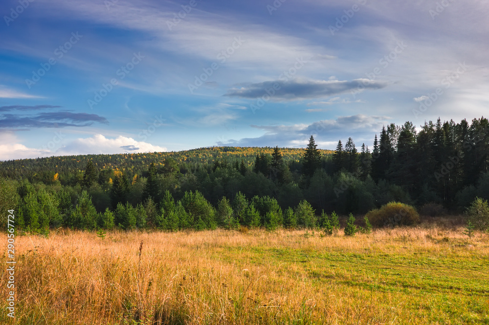 Obraz premium Sunset at the forest edge. Autumn landscape.