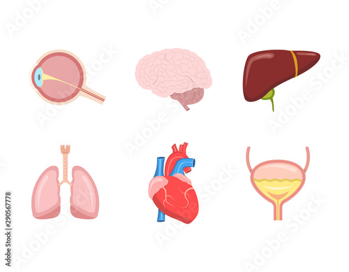 Cartoon human internal organs set with heart, intestines, kidneys, stomach, liver, lungs, brain, eye, bladder. Vector illustration.