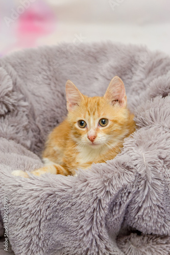 Fototapeta Naklejka Na Ścianę i Meble -  cat on a bed
