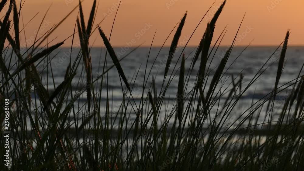 Dark Silhouettes of dune grass with sunset at background. Handheld camera Dark Silhouettes of dune grass with sunset at background. Handheld camera