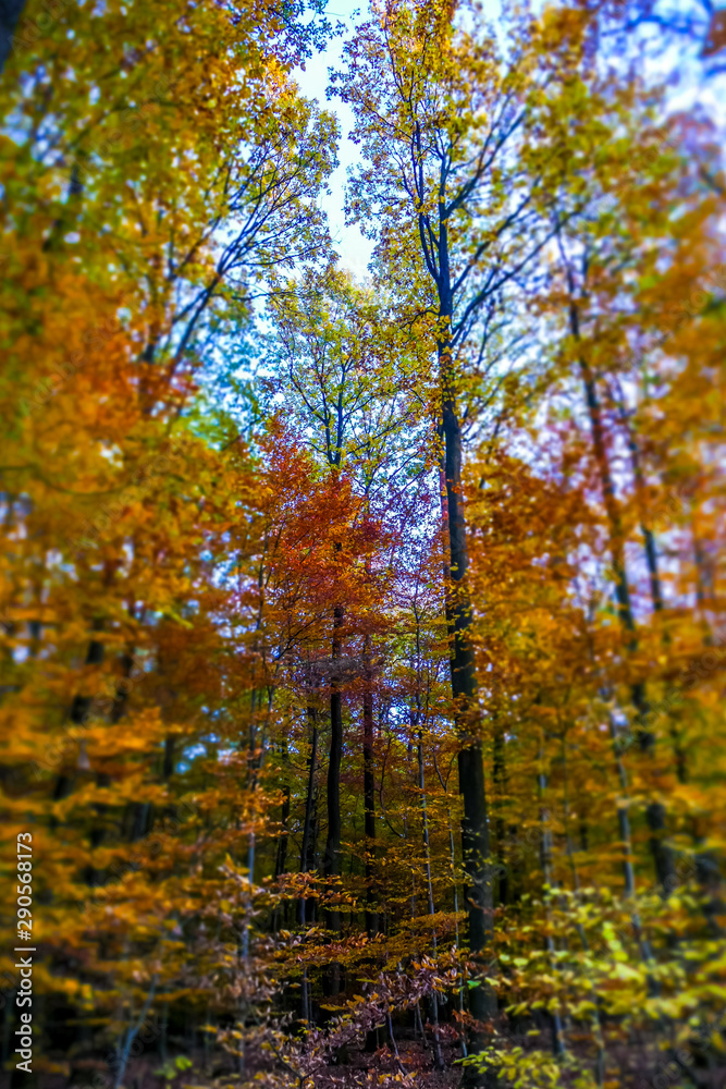 Herbstwald