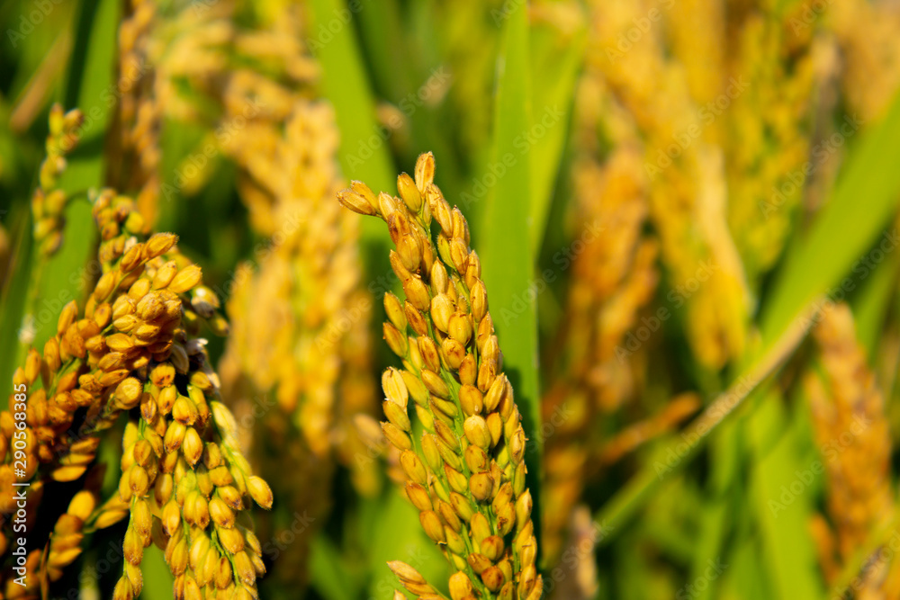 Gold rice Gold rice