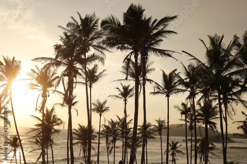Coconut palms trees silhouette against sunset in Sri Lanka. Amazing background.